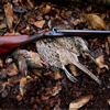 Trulock & Son 12-bore shotgun No. 5837 of circa 1853 and likely one of the last of their productions to have been made under this name. This example is blessed with the finest quality stub damascus twist forged barrels and Joseph Brazier made locks.  When loaded with a charge of old fashioned black powder and lead shot equivalent to that found in a modern 12-bore shot cartridge the gun performed first rate and 6 pheasants and a partridge, all strong flying and very wild birds, were brought down at sporting ranges and all stone dead and with very few misses.