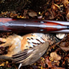 Trulock & Son 12-bore shotgun No. 5837 of circa 1853 and likely one of the last of their productions to have been made under this name. This example is blessed with the finest quality stub damascus twist forged barrels and Joseph Brazier made locks.  When loaded with a charge of old fashioned black powder and lead shot equivalent to that found in a modern 12-bore shot cartridge the gun performed first rate and 6 pheasants and a partridge, all strong flying and very wild birds, were brought down at sporting ranges and all stone dead and with very few misses.